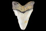 Juvenile Megalodon Tooth - North Carolina #147757-1